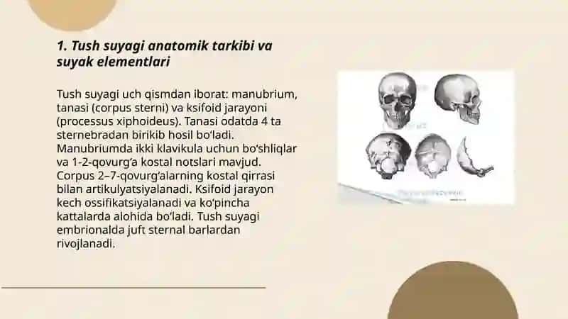 Tush suyagi va qovurgʻa 3