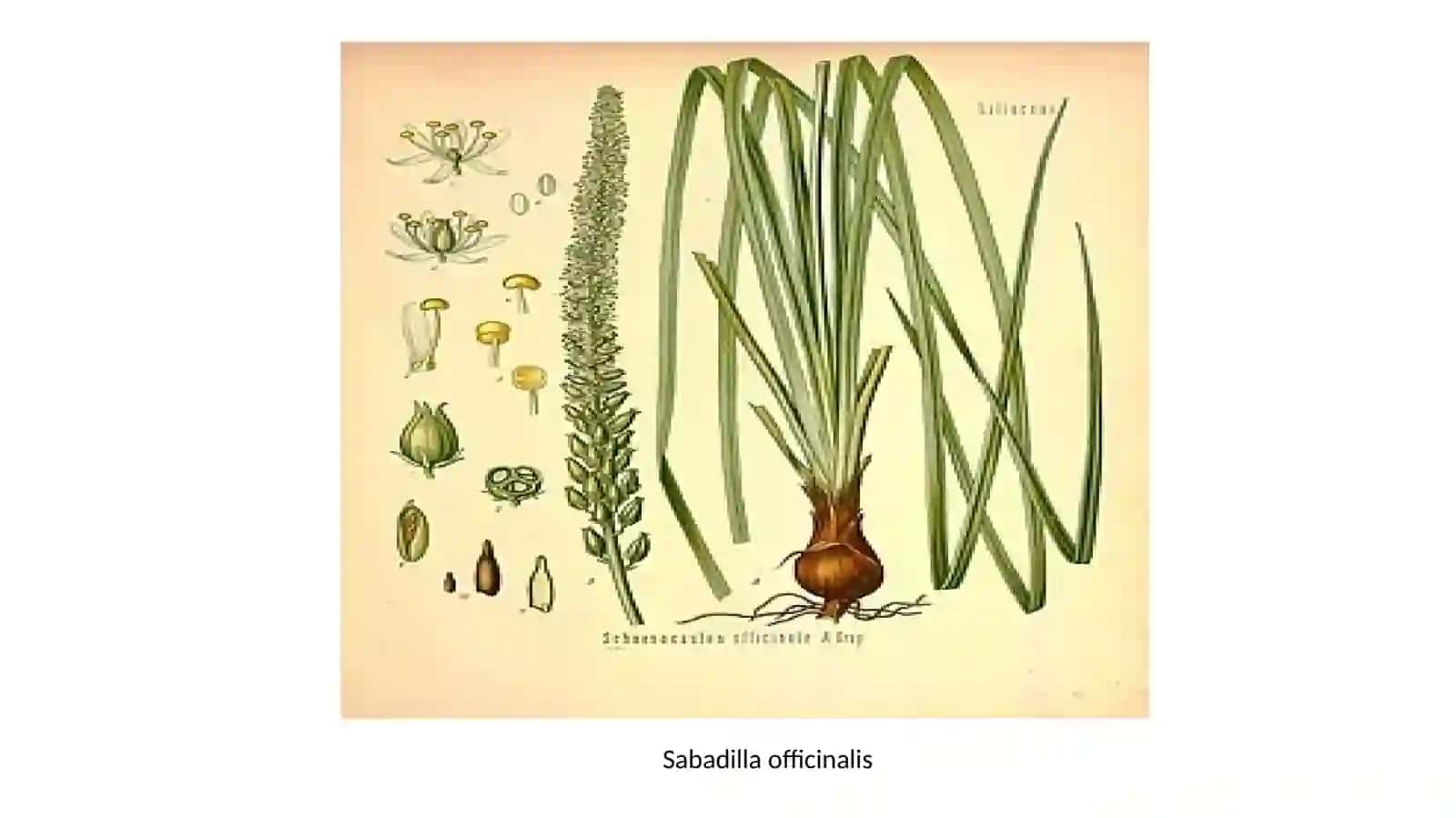 Tarkibida alkaloidlar bo‘lgan dorivor o‘simliklar xom ashyosini standartlash va sertfikatlash 3