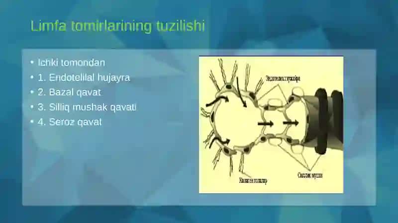 Limfaning hosil bo'lishi tarkibi va vazifalari 3