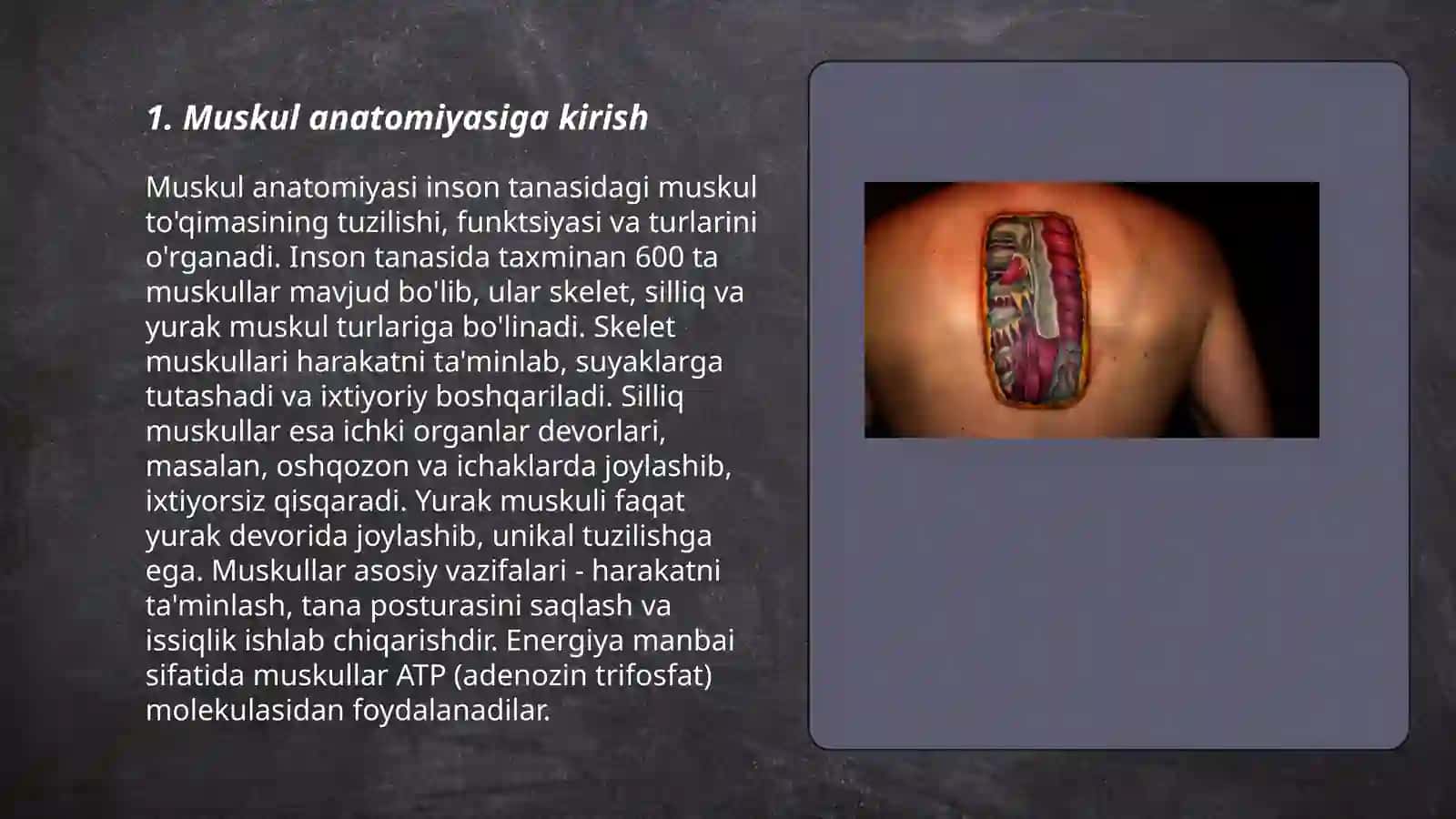 Muskullarning asosiy guruhlarini anatomik atlas yordamida oʻrganish 3