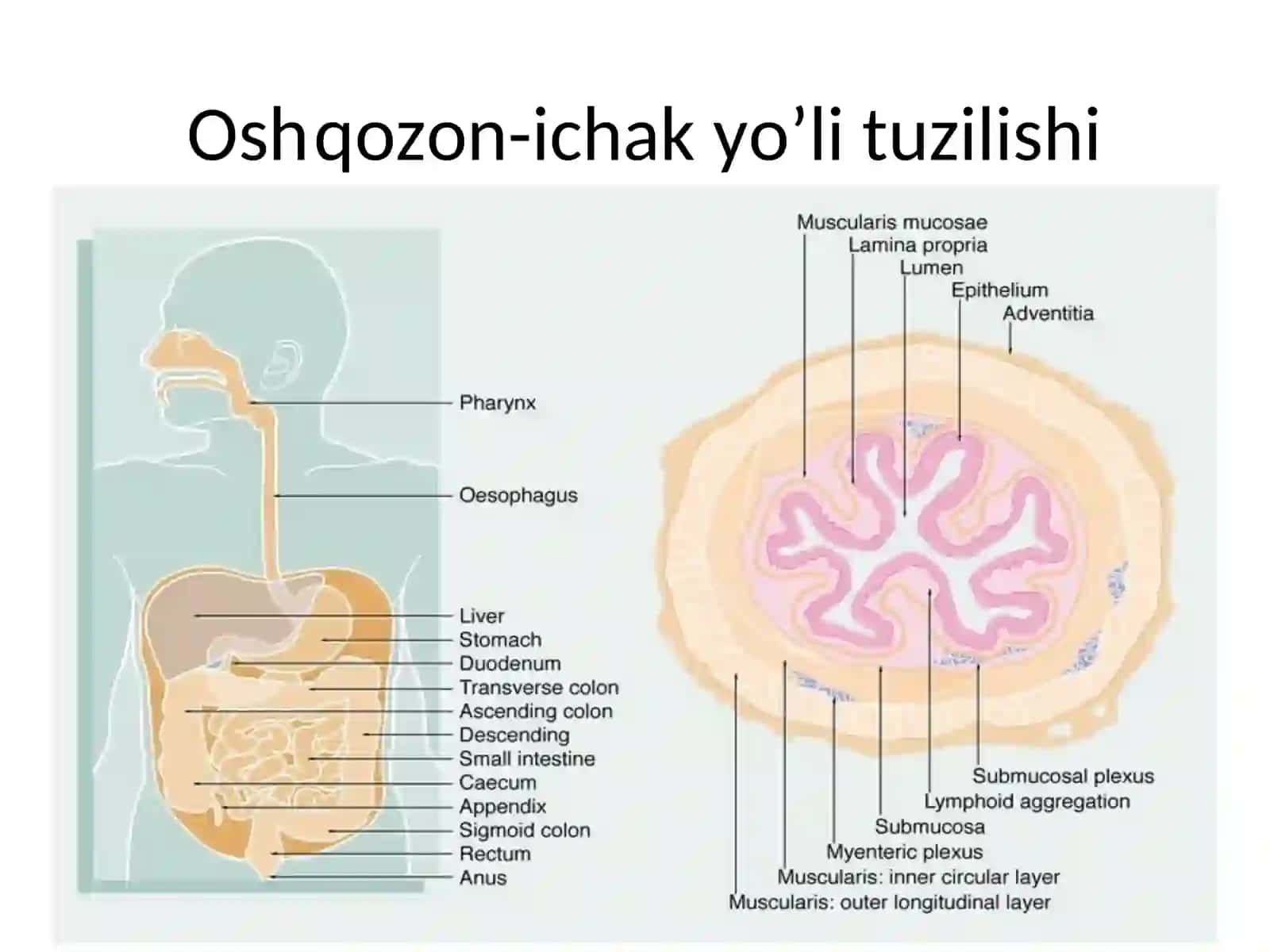 INHICHKA VA YO’G’ON ICHAK PATOFIZIOLOGIYASI 3