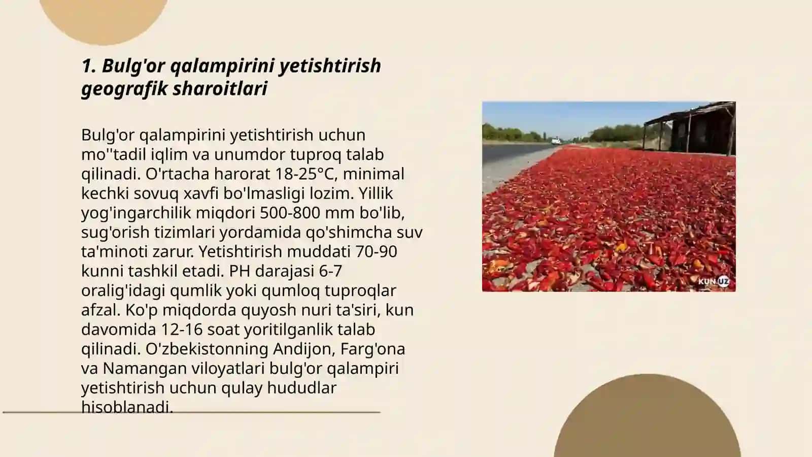 Bulg'or qalampirini yetishtirish va uni qayta ishlash jarayonlarini tahlil qilish 3