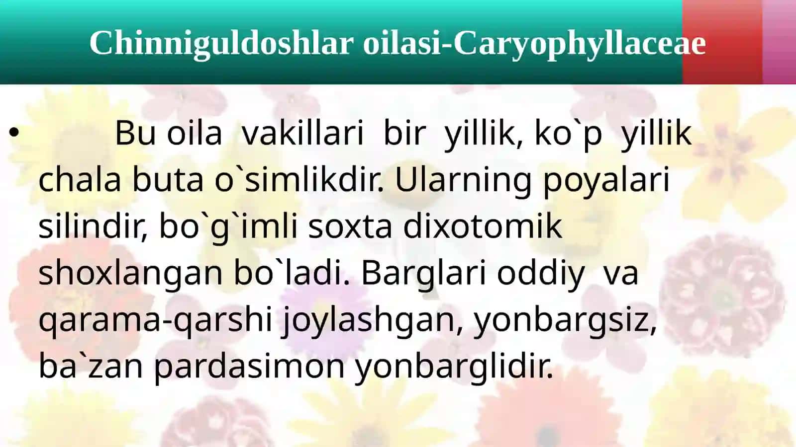 Chinniguldoshlar oilasi-Caryophyllaceae bilan umumiy tanishish 3