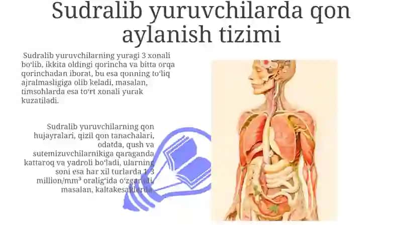 Umurtqalar a'zolar tizimi filogenezi 3