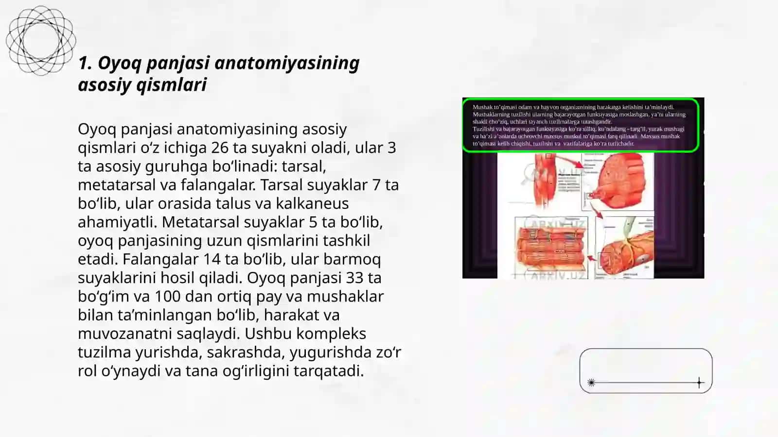 Oyoq panja muskullari anatomiyasi 3