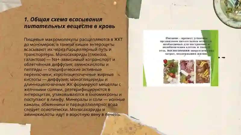 Механизмы всасывания питательных веществ в крови 3