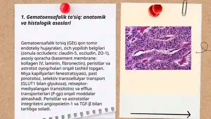 Gematoensafalik toʻsiq gistofiziologiyasi 3