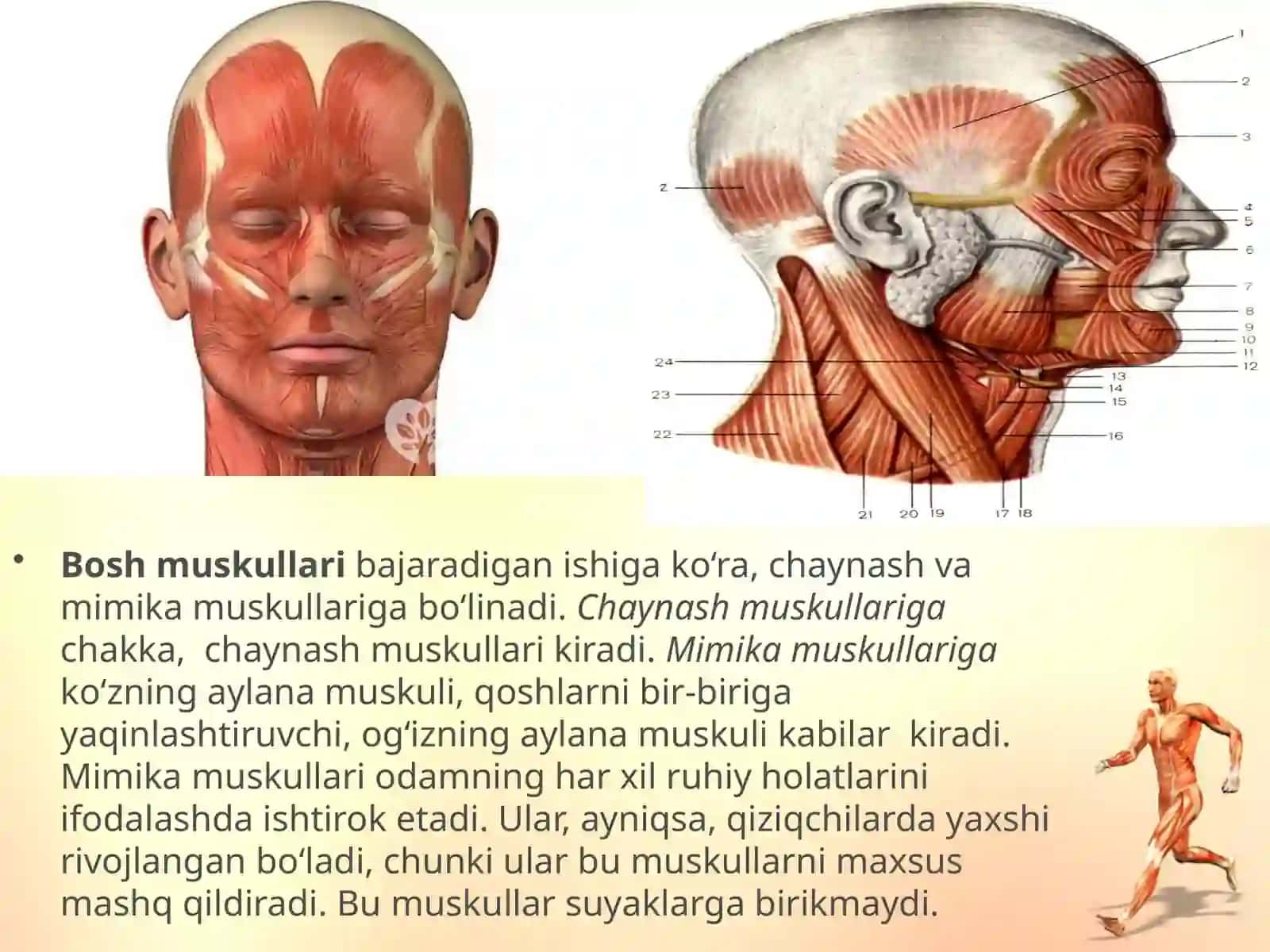 Odam tanasi muskullarining asosiy guruhlari 3