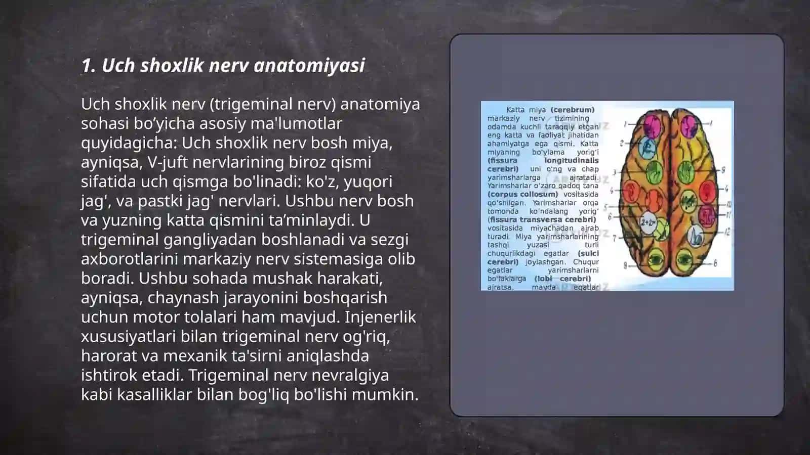Uch shoxlik nerv: o‘zaklari, chiqish joylari, asosiy tarmoqlar va innervatsiya sohalari 3
