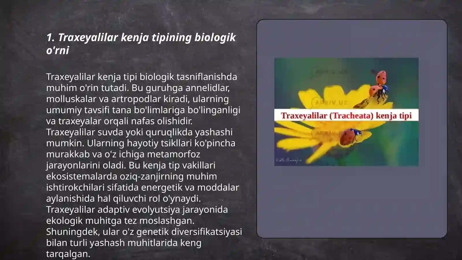 Traxeyalilar kenja tipining umumiy xarakteristikasi 3