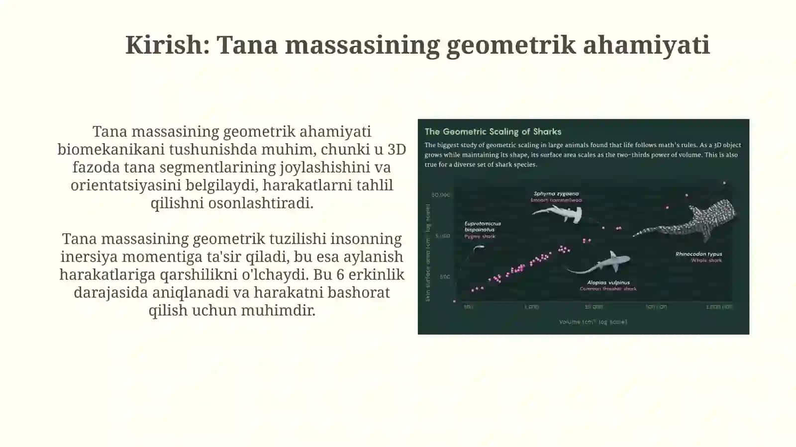 Odam gavdasi massasining geometriyasi 3
