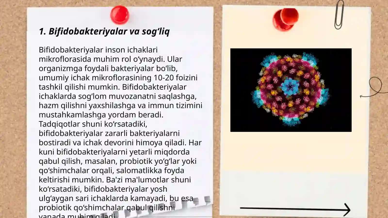 Bifidobakteriyalar va sog‘liq 3