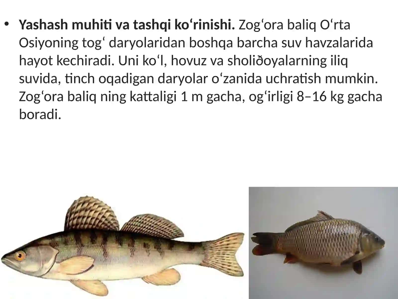 7-sinf Zoologiya Baliqlarning tashqi tuzilishi, skeleti, suzgich pufagi dars ishlanmasi 3