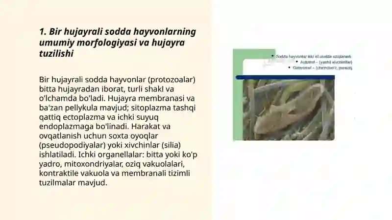 Bir hujayrali sodda hayvonlar tipi 3