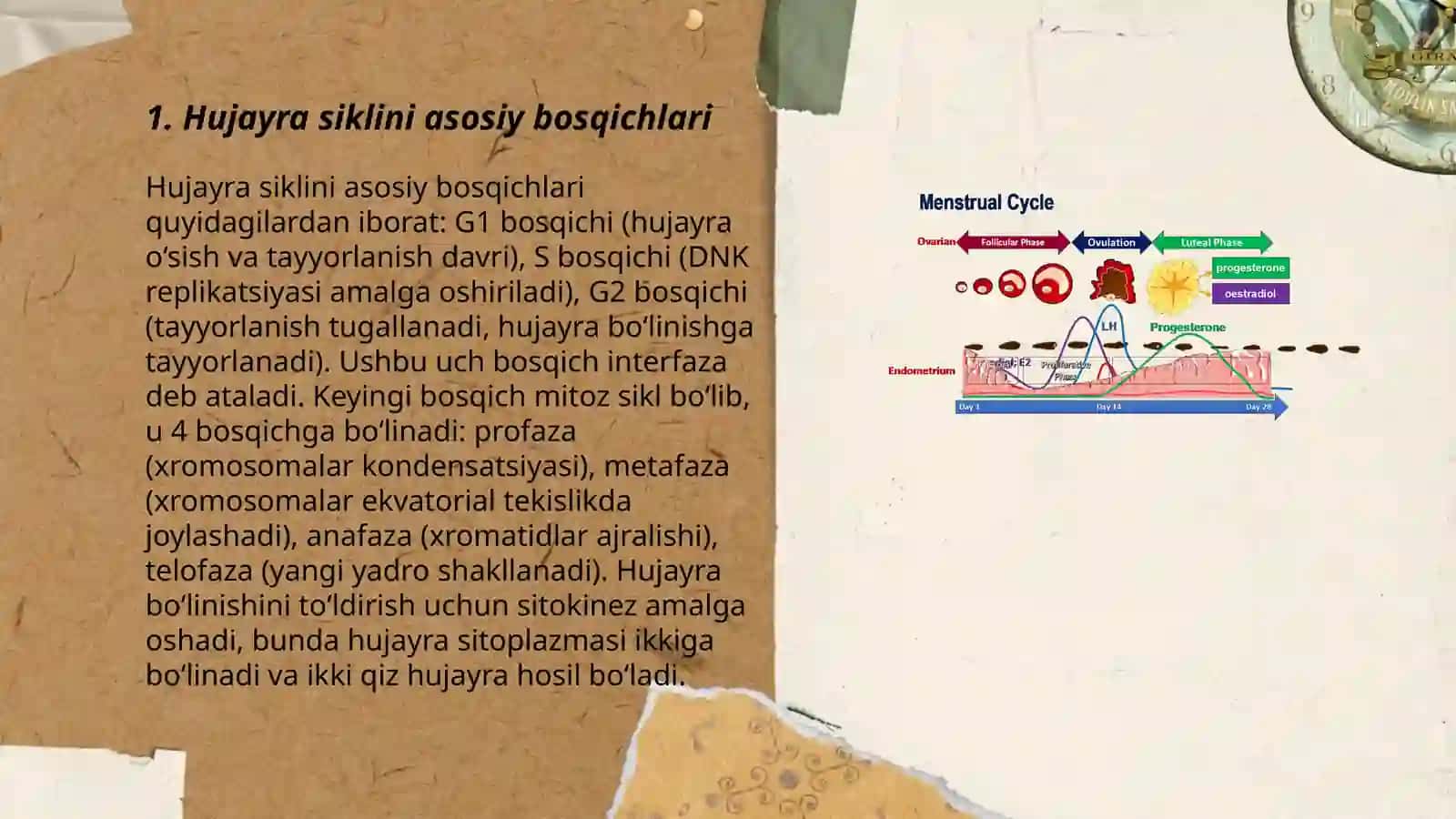 Hujayra sikli va uni nazorat qiluvchi molekulyar omillar 3