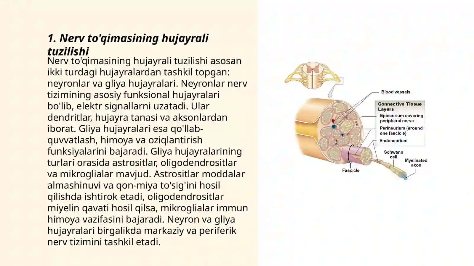 Nerv to'qimasining degeneratsiyasi va regeneratsiyasi mexanizmlari 3