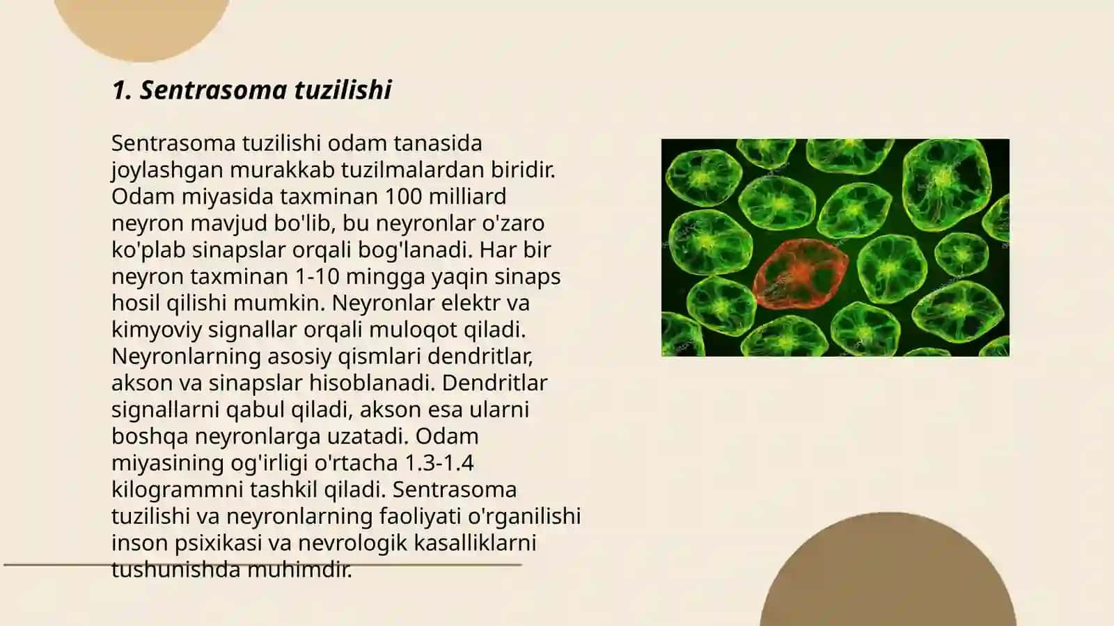 Sentrasoma va mikronaychalar tuzilishi 3