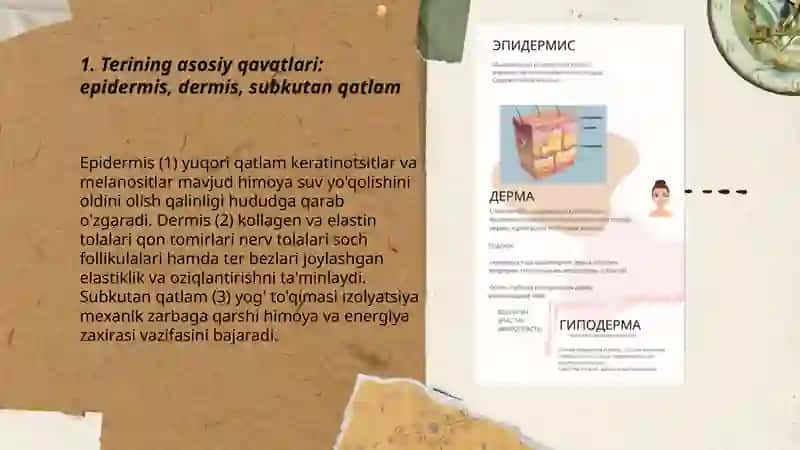 Teri turlari fototiplari yuz anatomyasi 3