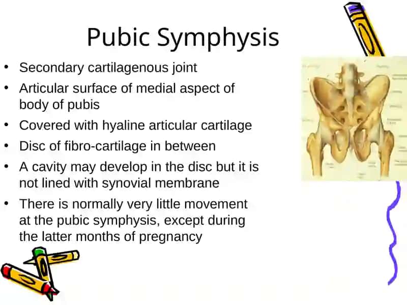 Pelvis 3