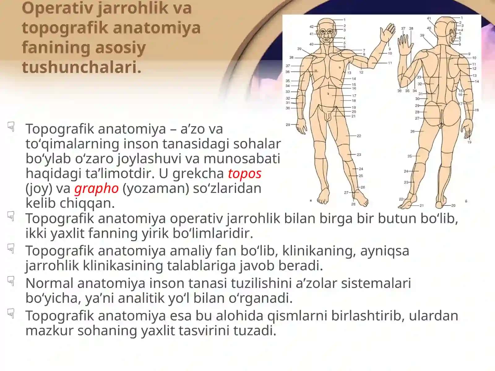 Operativ jarrohlik va topografik anatomiya 3
