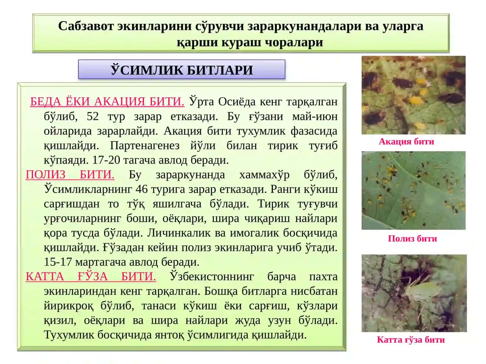 САБЗАВОТ ЭКИНЛАРИНИНГ ЗАРАРКУНАНДАЛАРИ ВА УЛАРГА ҚАРШИ КУРАШ ЧОРАЛАРИ 3