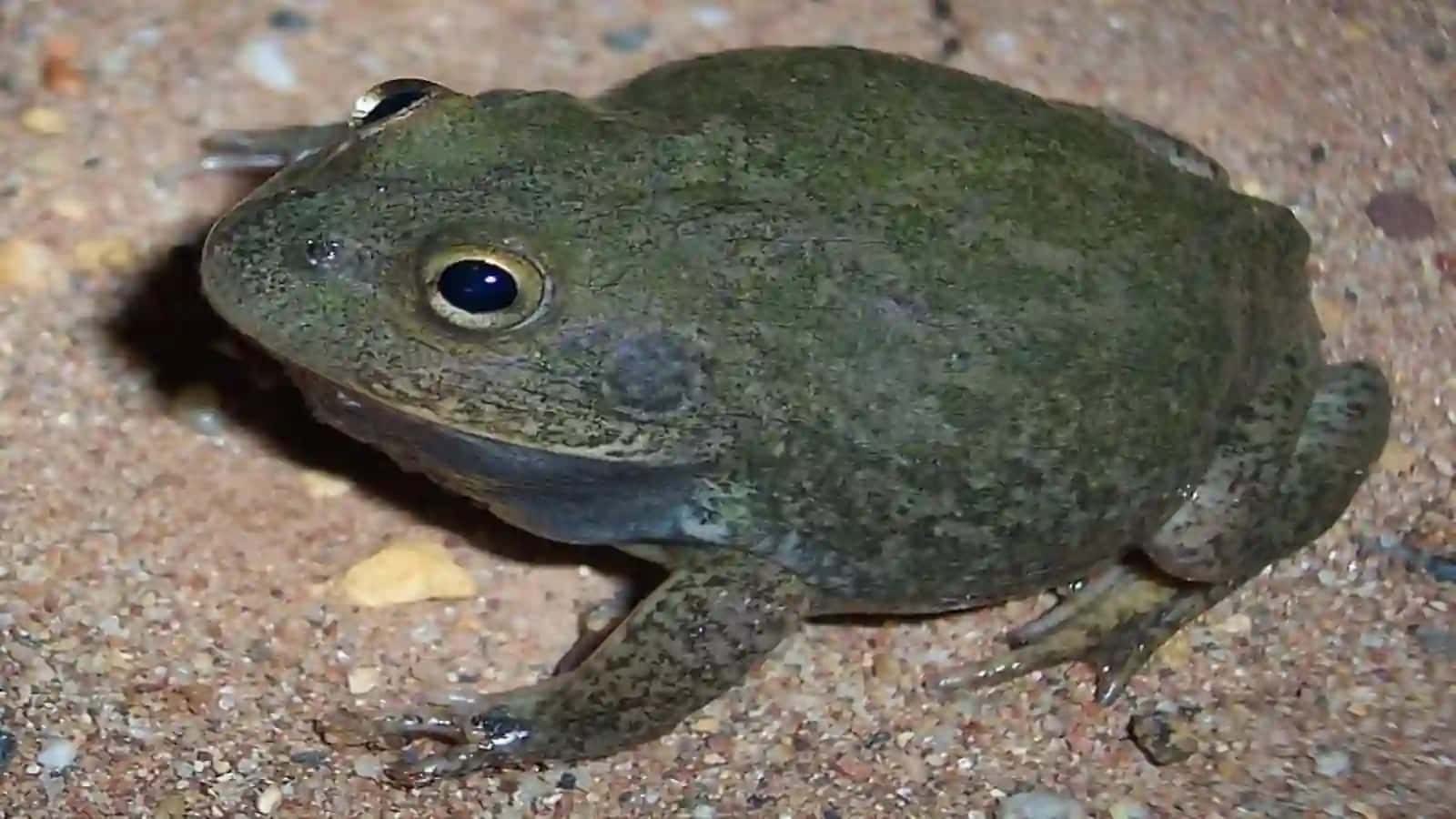7-sinf Zoologiya 'Ko'l baqasining ichki tuzilishi' ko'rgazma 3