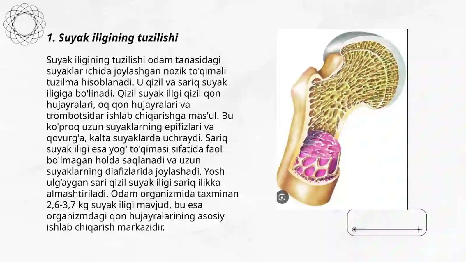 Suyak iligi: taraqqiyoti tuzilishi vazifasi 3