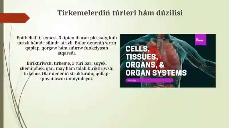 Toqimalar organlar ha'm organlar sistemasi 3