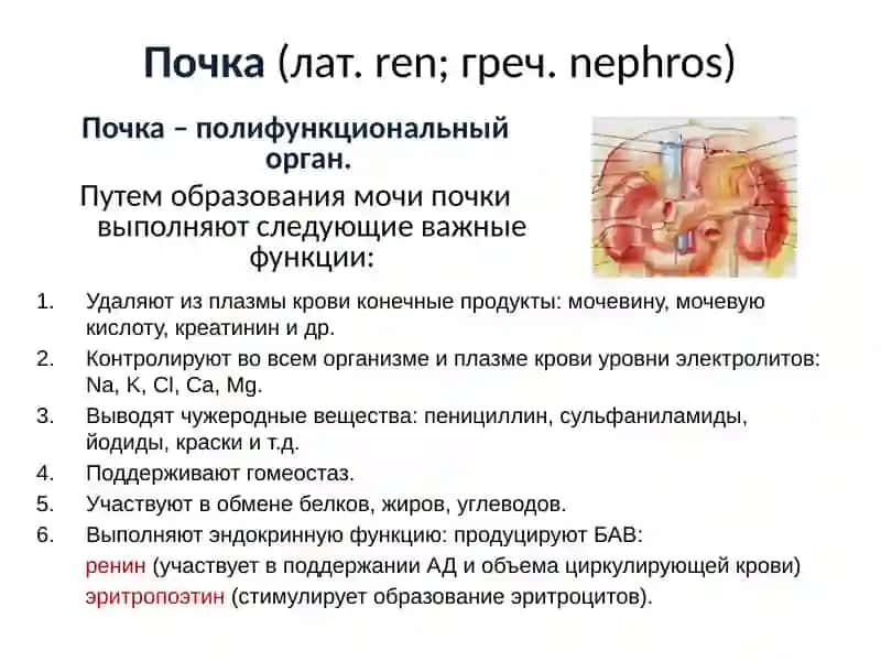 Презентация по теме Мочевыделительная система 3