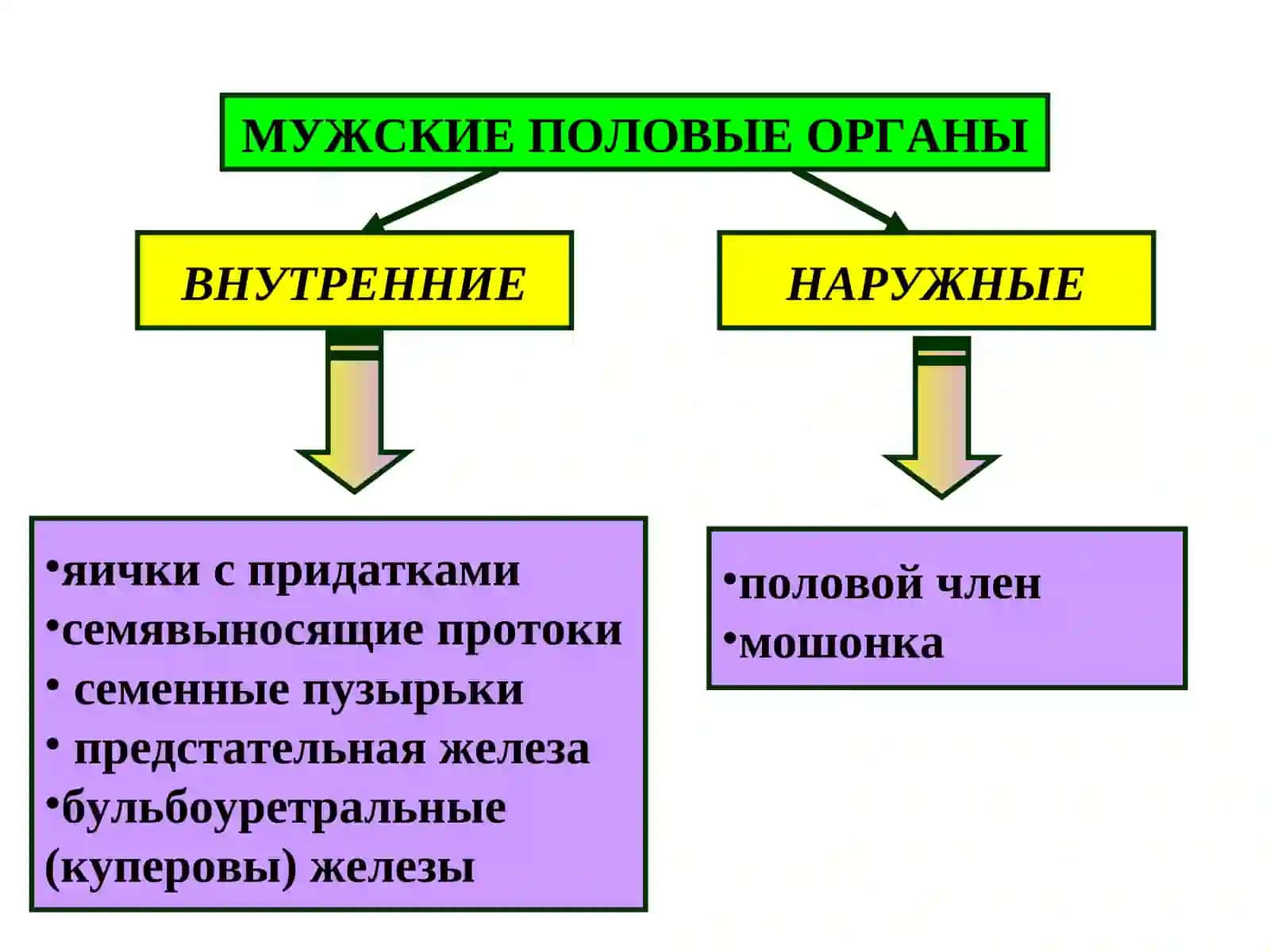 ПОЛОВАЯ СИСТЕМА 3