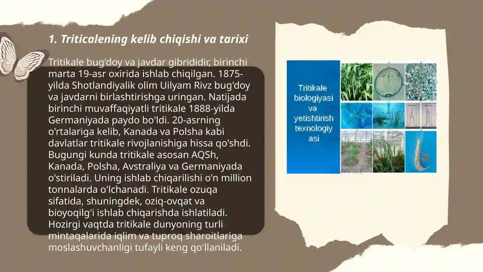 Tritikale biologiyasi va yetishtirish texnologiyasiga oid taqdimot tayyorlash 3