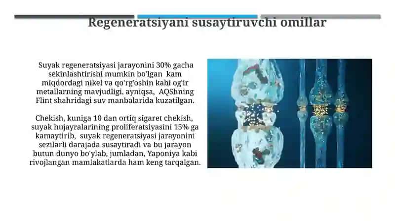 Suyak Hujayralarining Reparativ Regeneratsiyasi Mexanizmlari 3