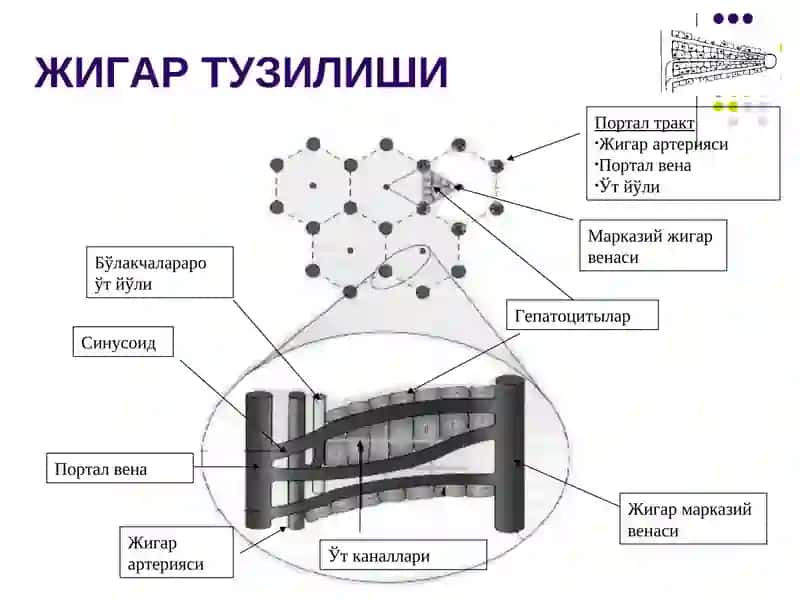 Болаларда сурункали гепатитлар 3