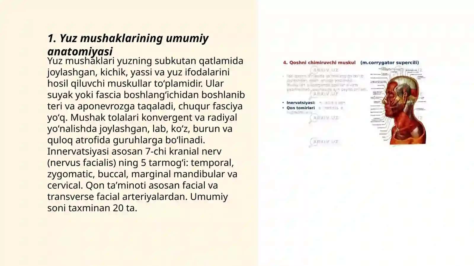 Yuz muskullari 3
