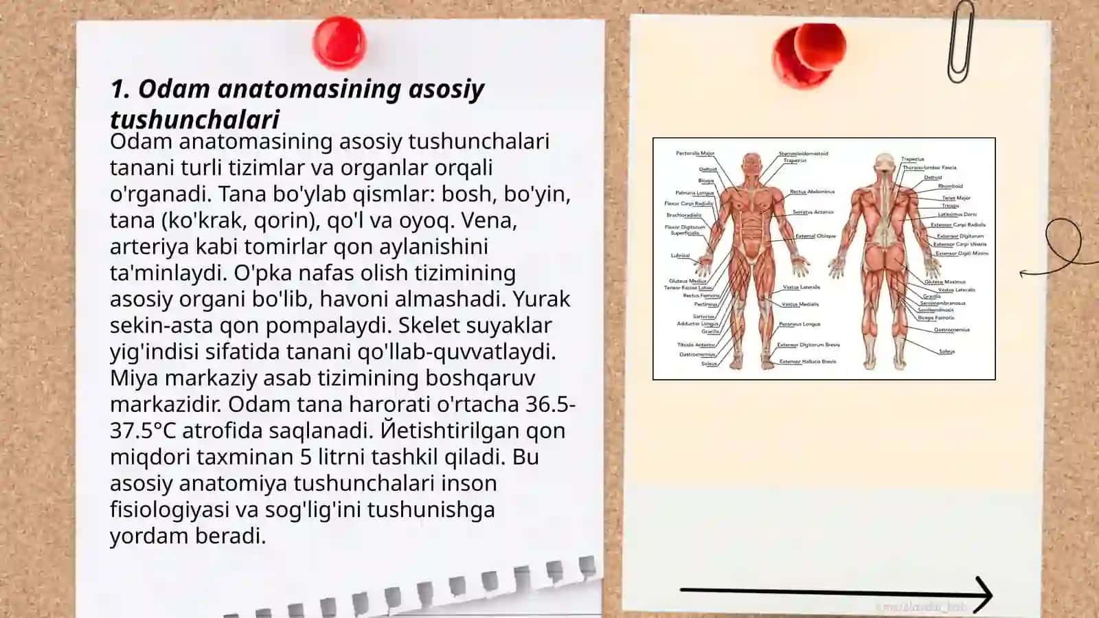 Odam anatomiyasi va fiziologiyasihaqida tushuncha 3