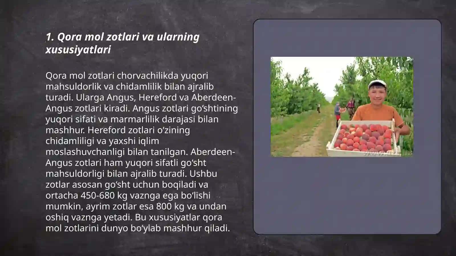 Qora mol zotlari va ularning xususiyatlari 3