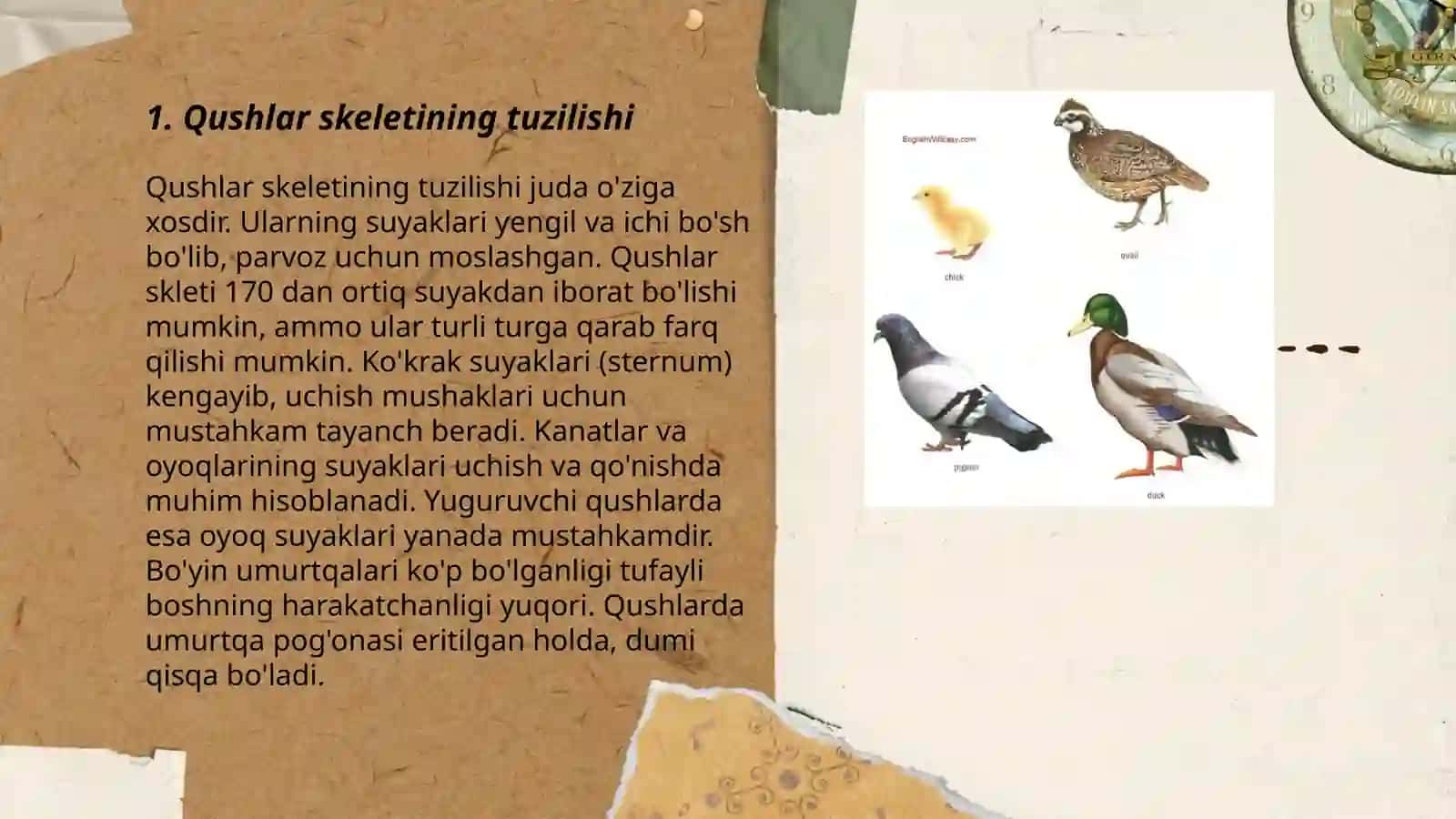 Qushlar skeletining tuzilishi 3