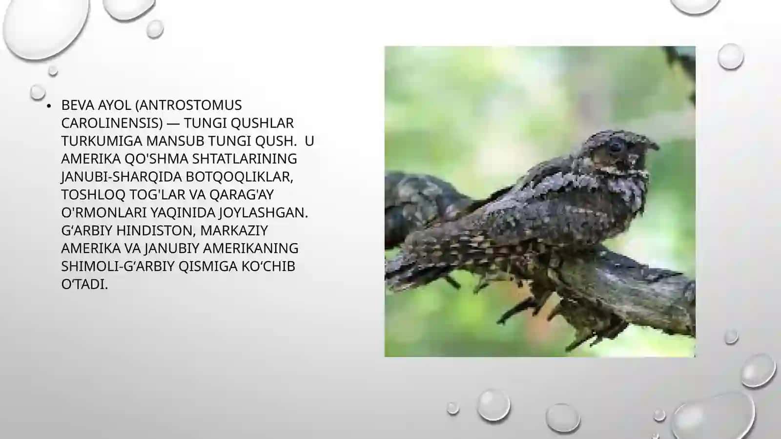 Bevaayol 3