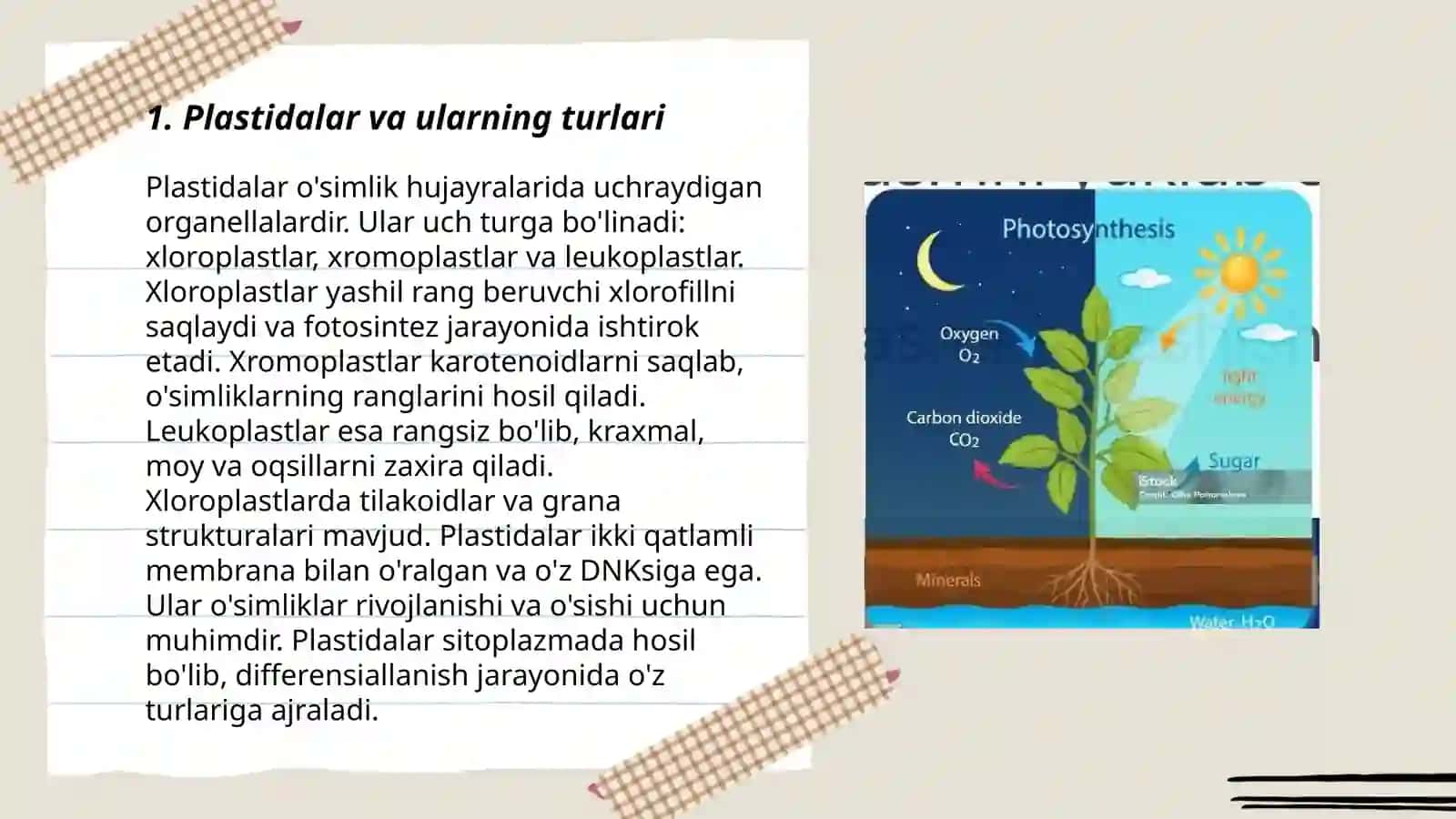 Plastidalar va ularning turlari 3