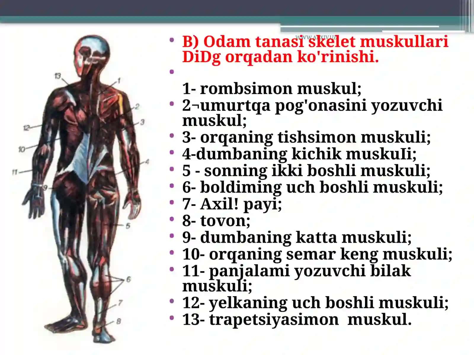 Muskullar va ularning funksiyasi 3