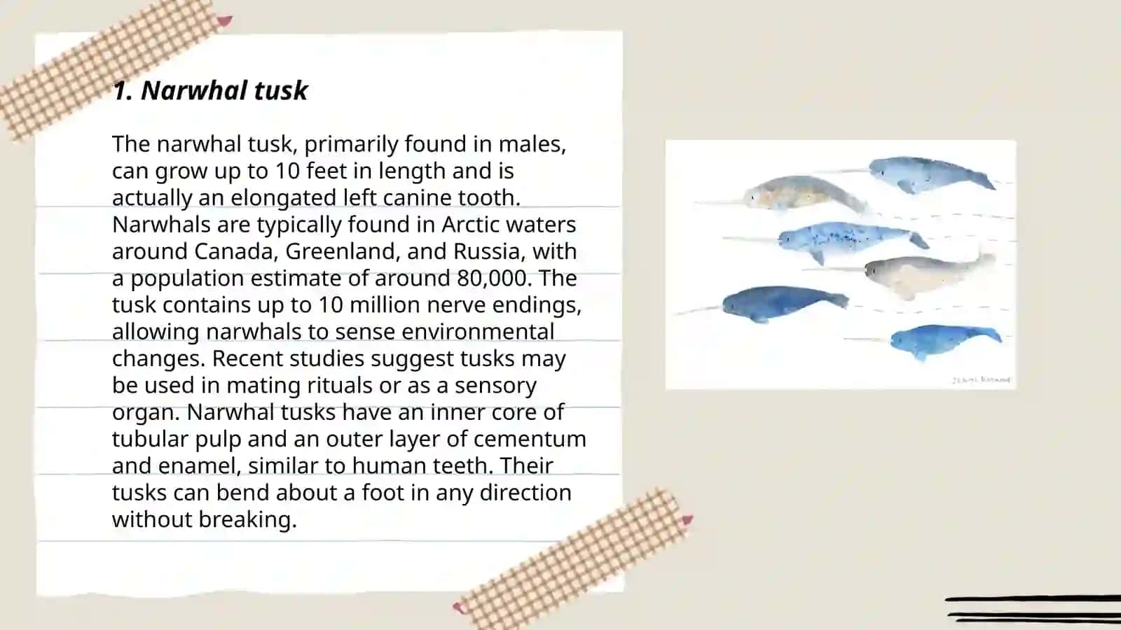 Narwhal tusk 3
