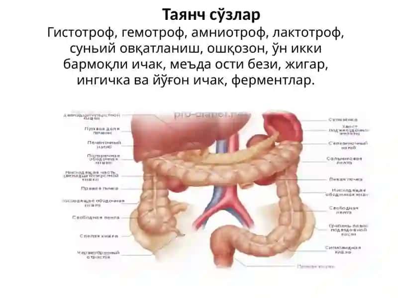 Овқат ҳазм қилиш органларининг ёшга хос хусусиятлари 3