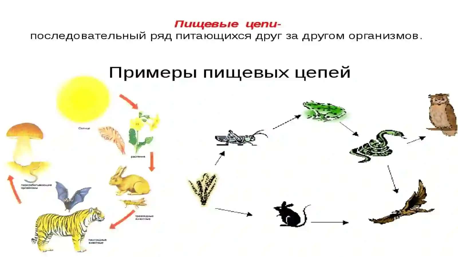 Ознакомление детей с понятием пищевая цепочка и представление о цепях питания в лесу 3