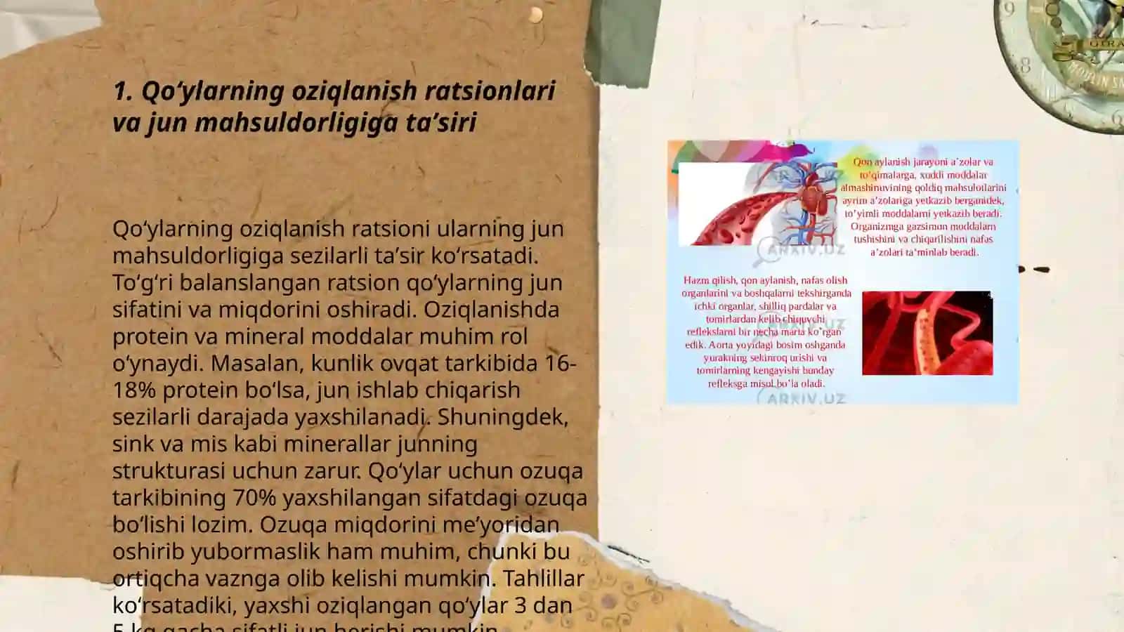 Qoʻylarning jun mahsuldorligiga oziqlantirish 3