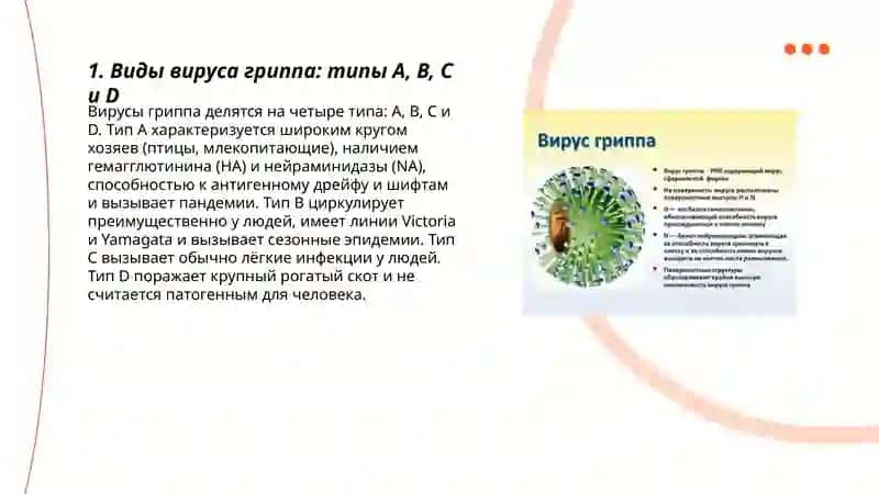 Виды вируса гриппа: типы A, B, C и D 3