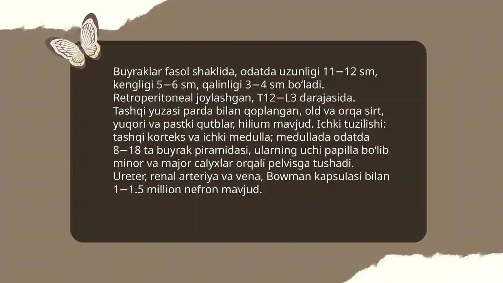 Buyrak tuzilishi anatoma fiziologik xususiyatlari 3