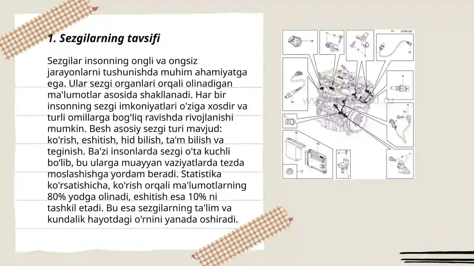 Sezgilar haqida umumiy tushuncha va uning nerv-fiziologik asoslari 3