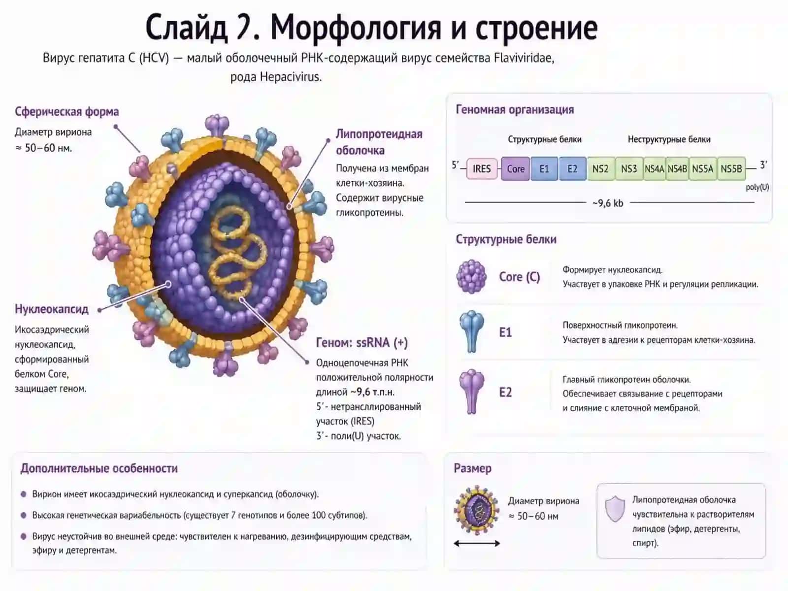 Гепатит С 3