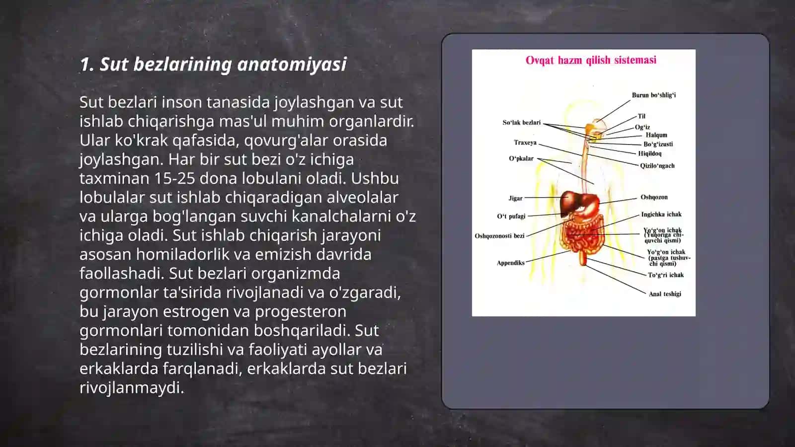 Sut bezlarining anatomiyasi 3