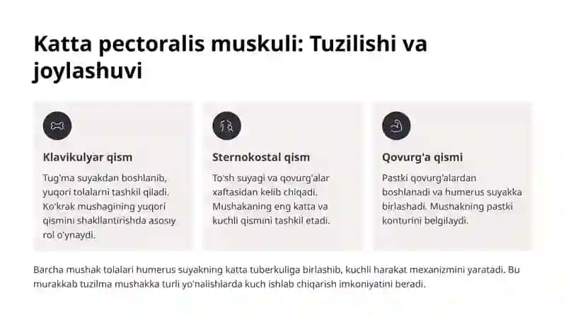 Ko'krak mushaklari: Katta va kichik pectoralislar 3